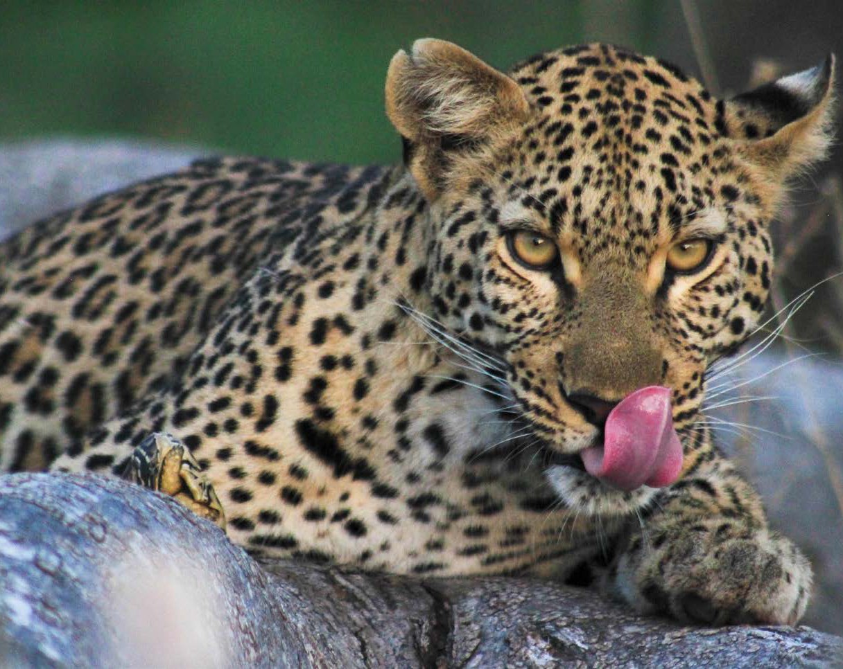 Leopard in a leadwood — a Chobe speciality.