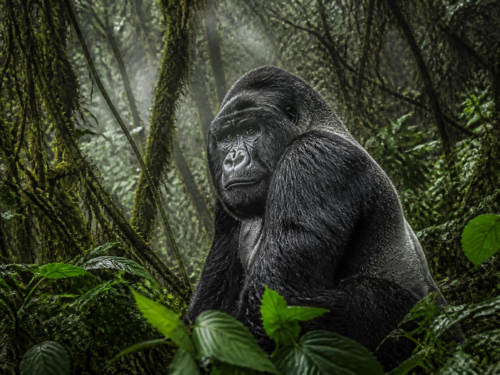 Uganda — silverbacks in the mist