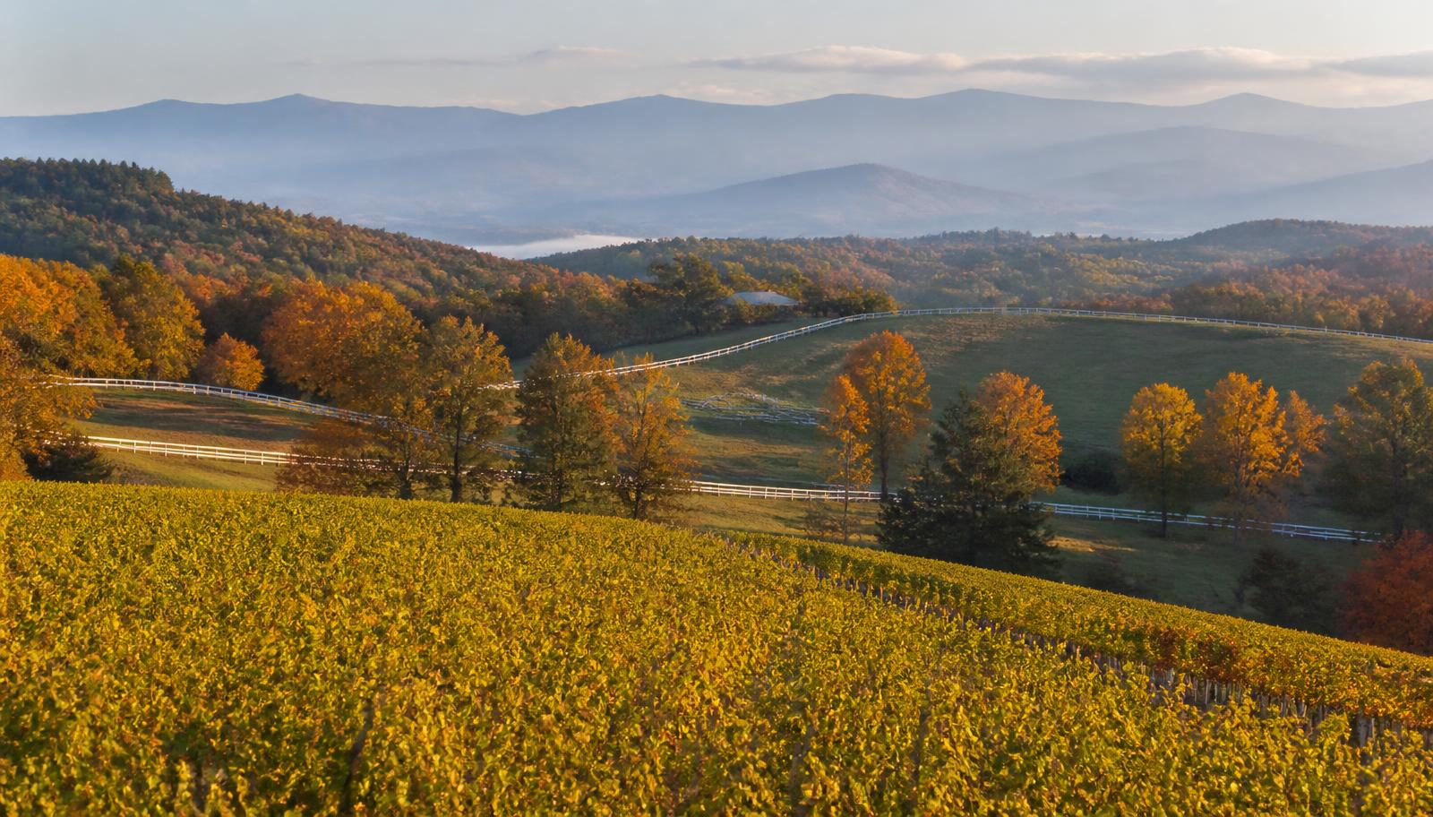 Experience Virginia — CURATED by Czerlonka