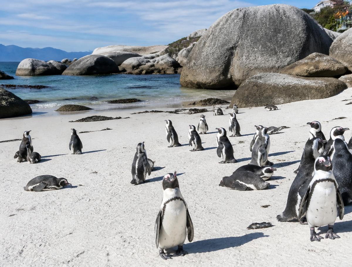 Boulders Beach: the colony that lets you stand very close.
