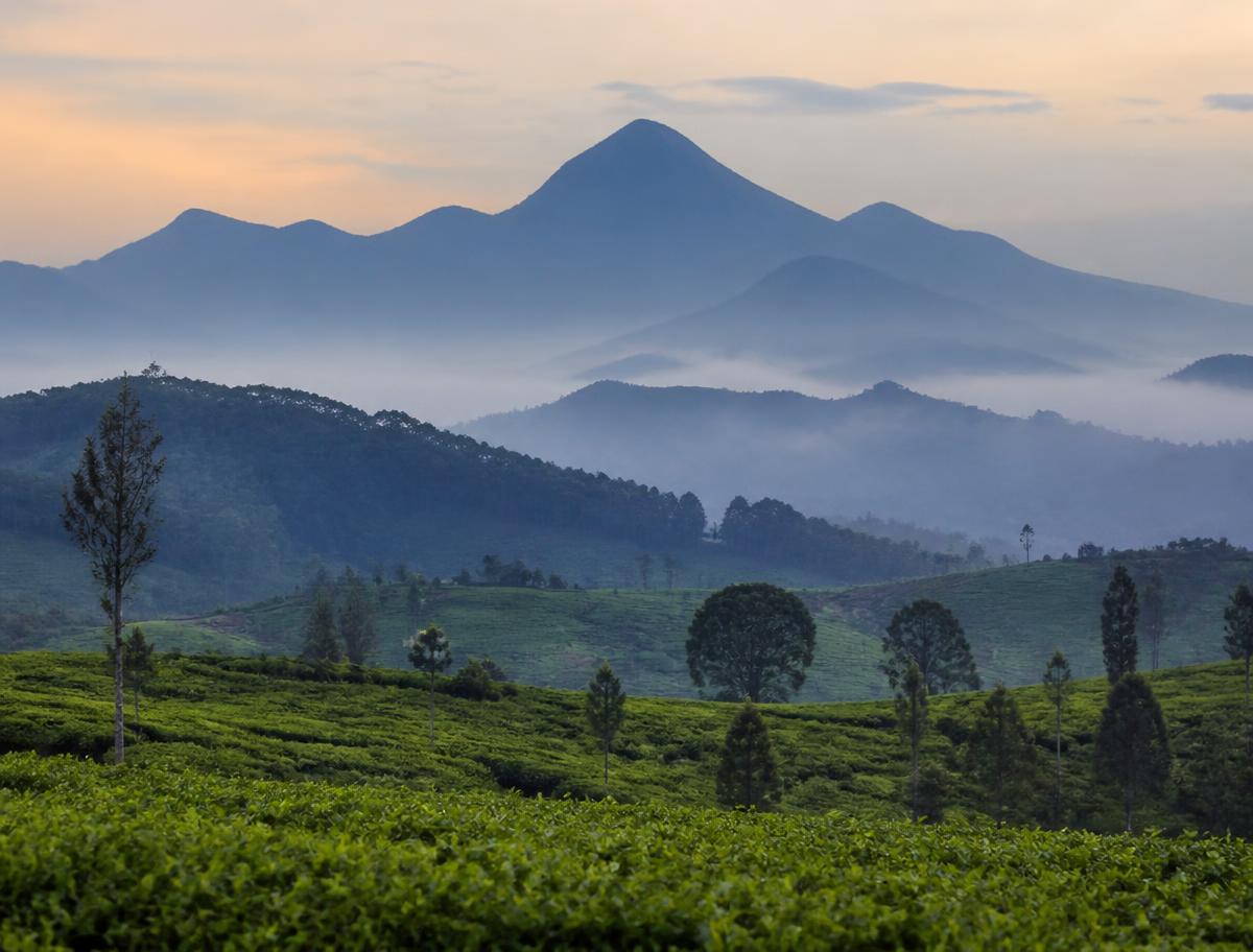 Tea slopes and volcano ridges in the dawn mist.