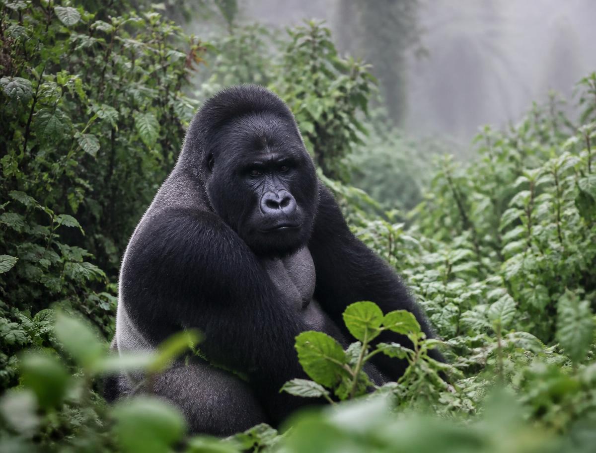 One hour with a silverback — the whole reason you flew.